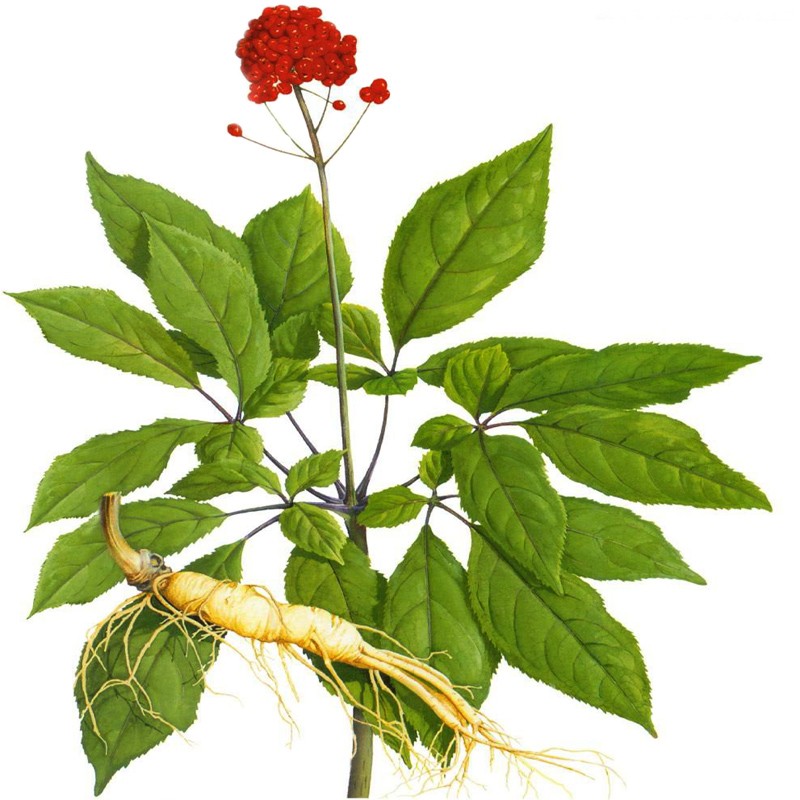 american ginseng whole plant autoxauto